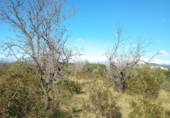 Земельный участок на продажу в городе Ulldecona Фото