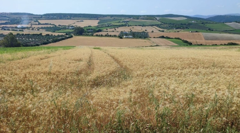 Cádiz - Arcos de la Frontera - 70000m2