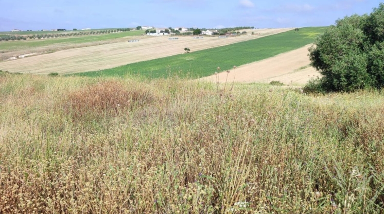 Cádiz - Arcos de la Frontera - 70000m2
