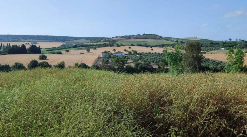 Cádiz - Arcos de la Frontera - 70000m2