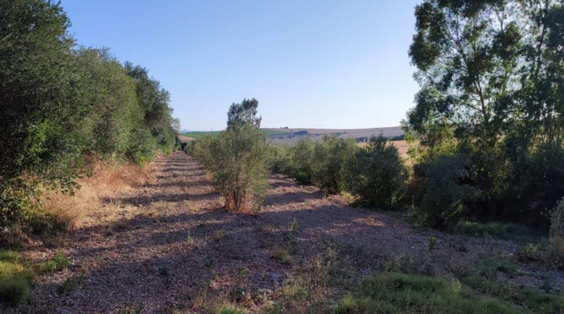 Cádiz - Arcos de la Frontera - 70000m2