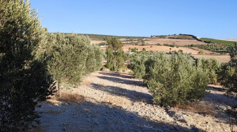 Cádiz - Arcos de la Frontera - 70000m2