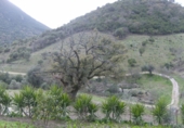Rural estate for sale in Benaocaz ref: TR385194 photo