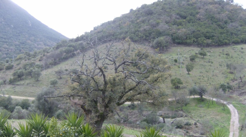 Cádiz - Benaocaz - 100000m2