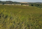 Terreno no urbanizable en venta en Arcos de la Frontera ref: TR385745 foto