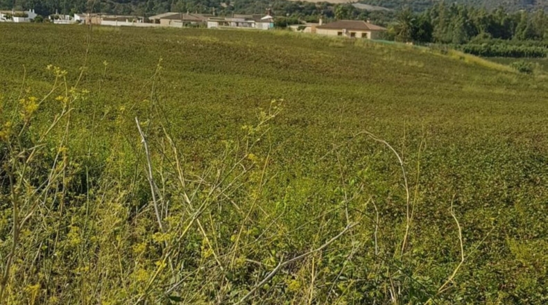 Cádiz - Arcos de la Frontera - 37700m2