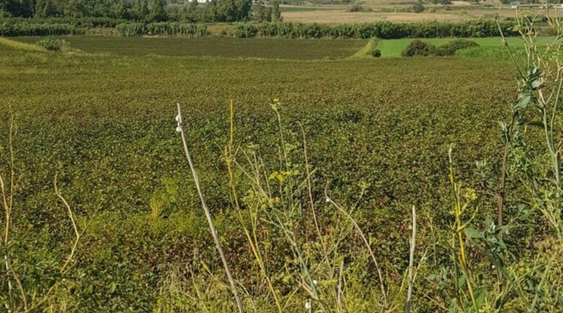 Cádiz - Arcos de la Frontera - 37700m2