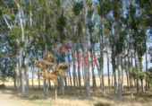 Terreno no urbanizable en venta en Comunión ref: TR386627 foto