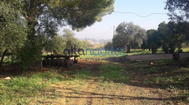 Sevilla - Alcalá de Guadaíra - 20608m2