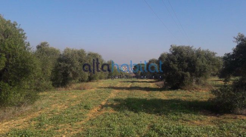 Sevilla - Alcalá de Guadaíra - 20608m2