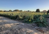 Non-developable land for sale in Los Baños de Mula ref: TR386379 photo