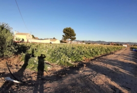 Los Baños de Mula 5000&nbsp;м²