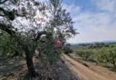 Rural estate for sale in Reus ref: TR393904 photo