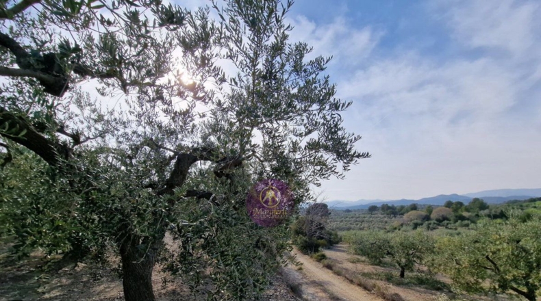 Tarragona - Reus - 27000m2
