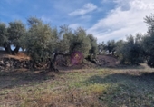 Rural estate for sale in Reus ref: TR393904 photo