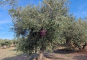 Rural estate for sale in Reus ref: TR393904 photo
