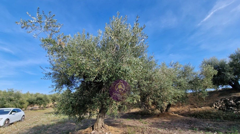 Tarragona - Reus - 27000m2