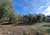 Rural estate for sale in Reus ref: TR393904 photo