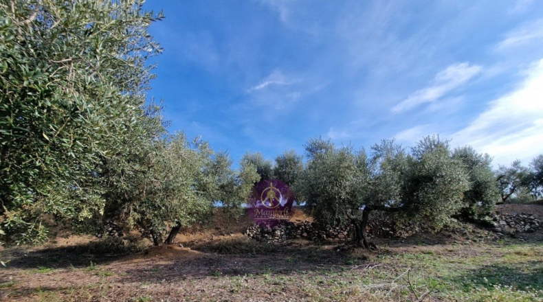 Tarragona - Reus - 27000m2