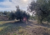 Rural estate for sale in Reus ref: TR393904 photo