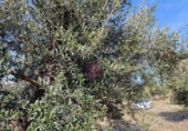 Rural estate for sale in Reus ref: TR393904 photo