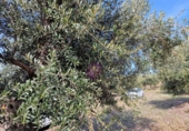 Rural estate for sale in Reus ref: TR393904 photo