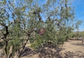 Rural estate for sale in Reus ref: TR393904 photo