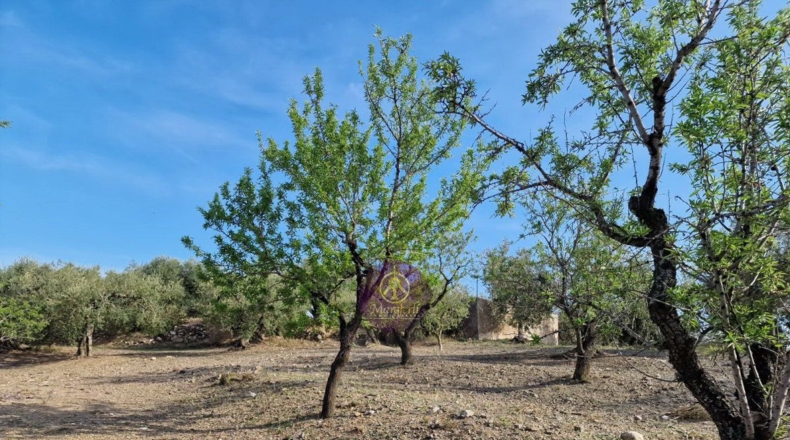 Tarragona - Reus - 27000m2