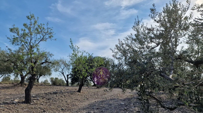Tarragona - Reus - 27000m2