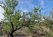 Rural estate for sale in Reus ref: TR393904 photo
