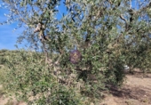 Rural estate for sale in Reus ref: TR393904 photo