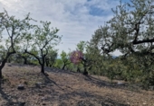 Rural estate for sale in Reus ref: TR393904 photo