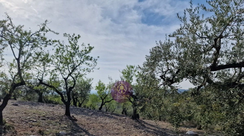 Tarragona - Reus - 27000m2