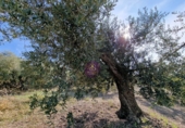 Rural estate for sale in Reus ref: TR393904 photo