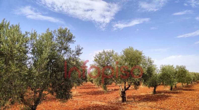 Ciudad Real - Valdepeñas - 220000m2