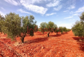 Valdepeñas 220000&nbsp;m² 