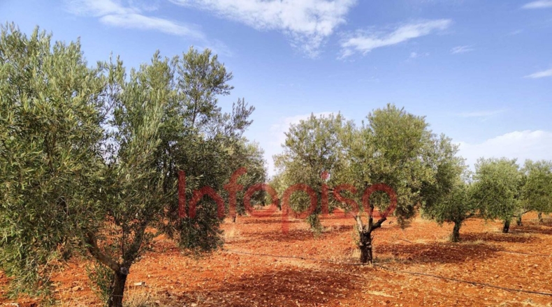 Ciudad Real - Valdepeñas - 220000m2