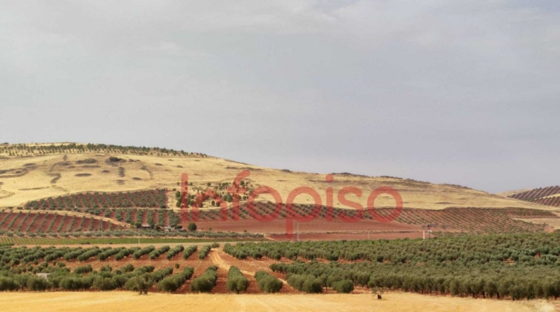 Ciudad Real - Valdepeñas - 220000m2