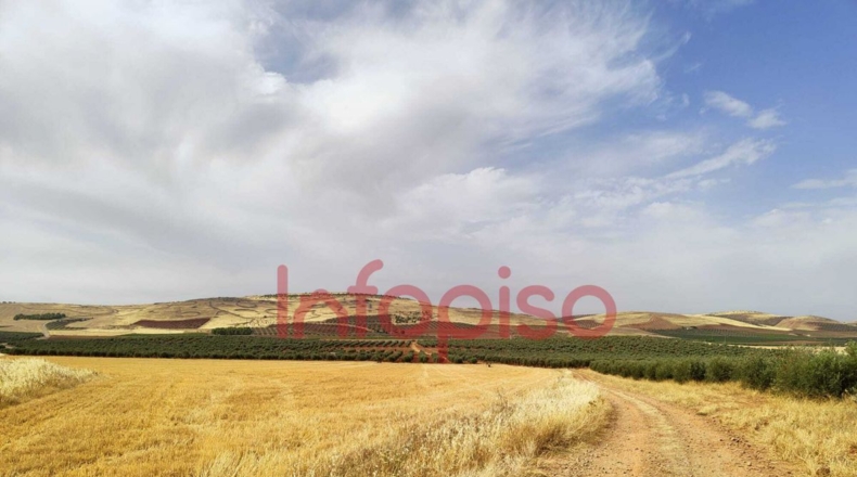 Ciudad Real - Valdepeñas - 220000m2