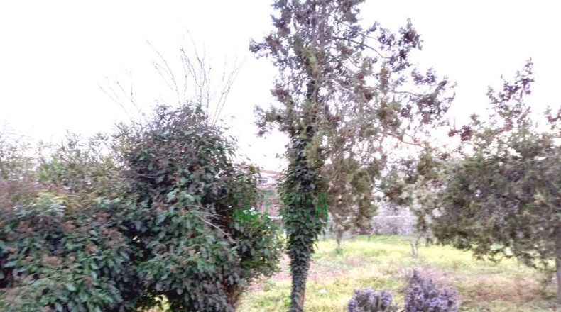 Badajoz - Fregenal de la Sierra - 9621m2