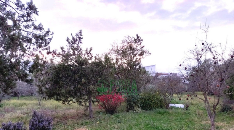 Badajoz - Fregenal de la Sierra - 9621m2