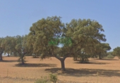 Non-developable land for sale in Campillo de Llerena ref: TR386728 photo