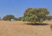 Non-developable land for sale in Campillo de Llerena ref: TR386728 photo