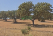 Non-developable land for sale in Campillo de Llerena ref: TR386728 photo