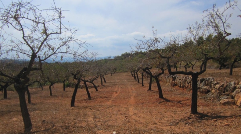 Castellón - Geldo - 27000m2