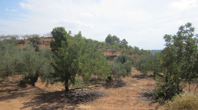 Castellón - Geldo - 27000m2