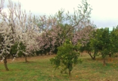 Villa con terreno en venta en Alcossebre ref: TR386705 foto