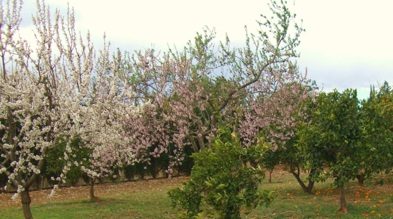 Castellón - Alcalá de Chivert - 13600m2