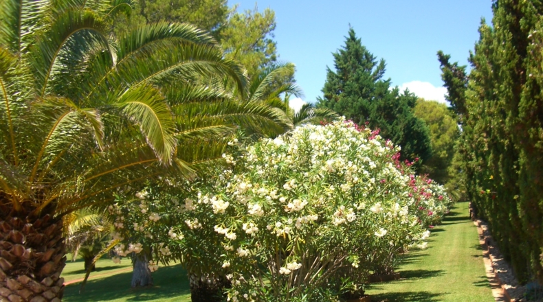 Castellón - Alcalá de Chivert - 13600m2