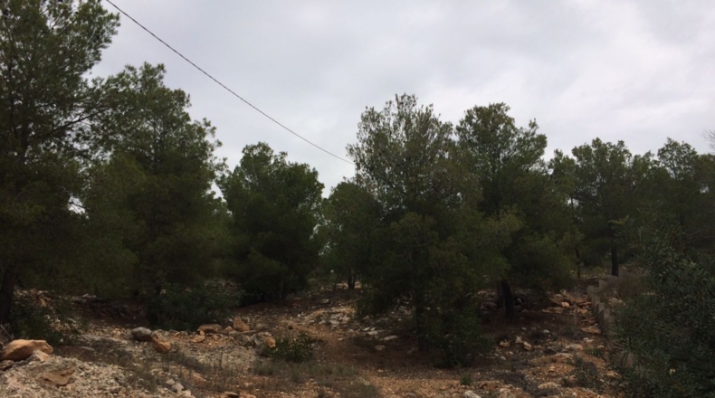 València - Olocau - 2075m2